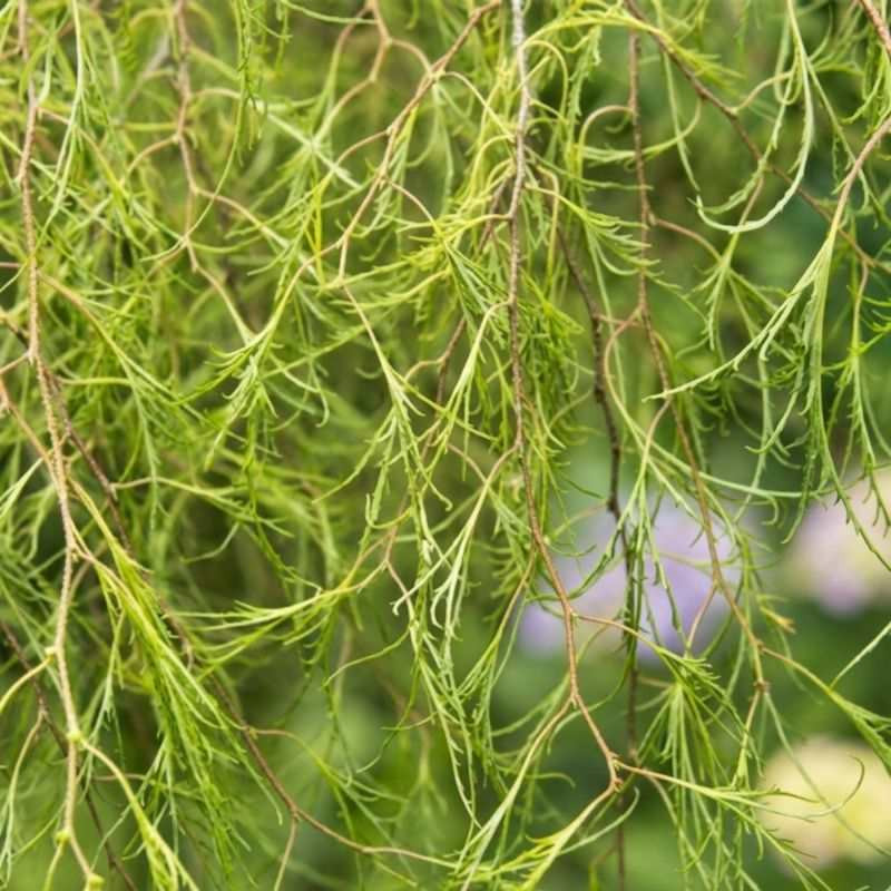 Betula Karaca Betula Karaca