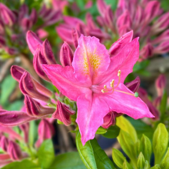 Azalée mollis Jolie Madame