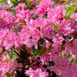 Azalée japonaise Kermesina Rose
