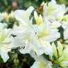 Azalée japonaise Mary Helen
