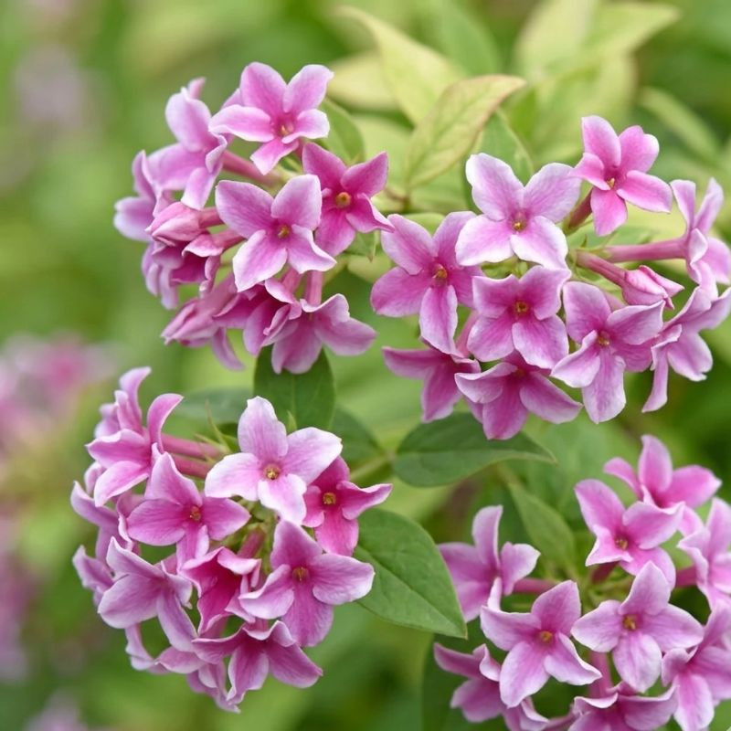 Jasmin Starry Summer Scent Jasmin Starry Summer Scent