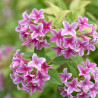 Jasmin Starry Summer Scent