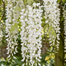 Wisteria floribunda Alba