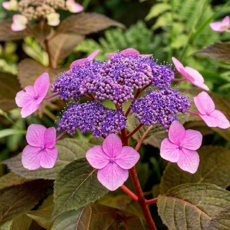 Hydrangea aspera Hot Chocolate Hydrangea aspera Hot Chocolate
