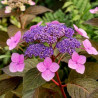 Hydrangea aspera Hot Chocolate
