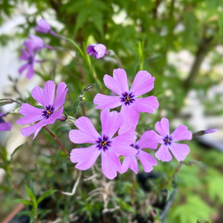 Phlox subulata Purple Beauty