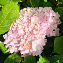 Hydrangea macrophylla Nikko Blue