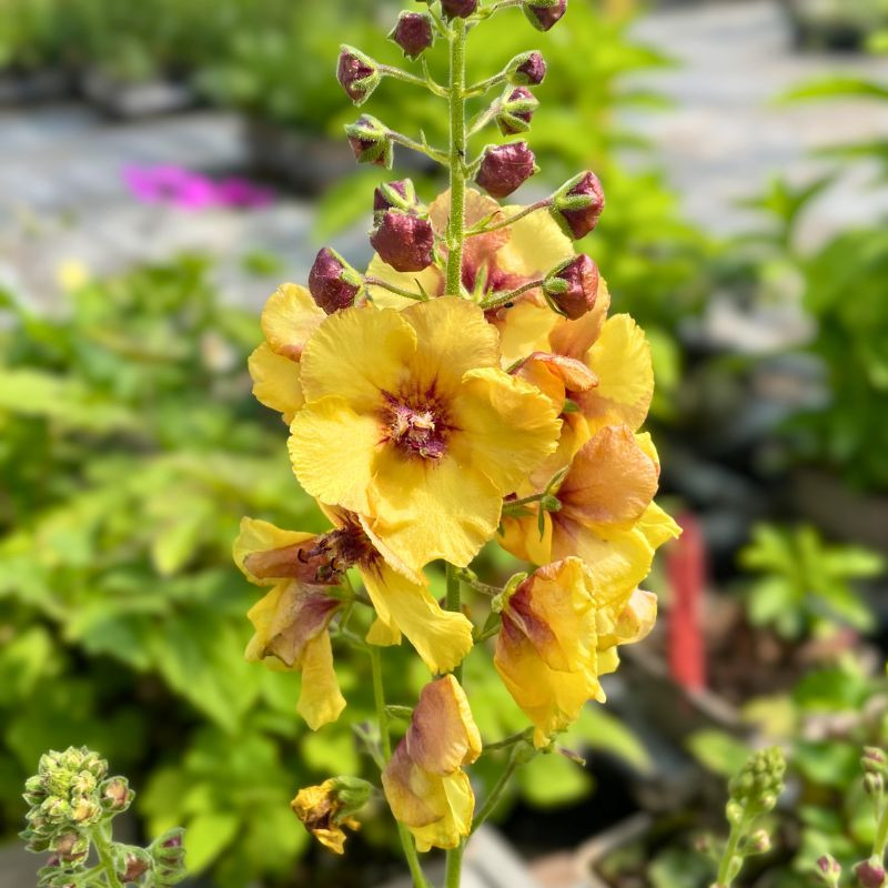Verbascum Honey Dijon