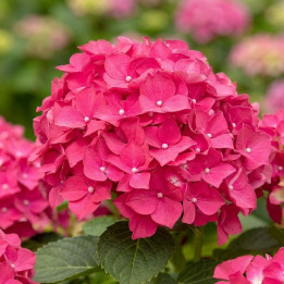 Hydrangea macrophylla Leuchtfeuer
