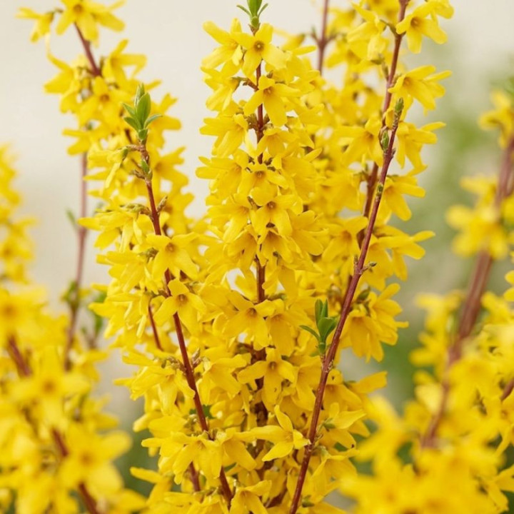 Forsythia x intermedia Mikador®