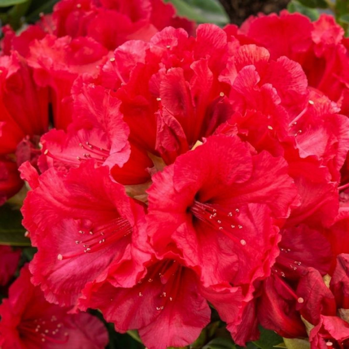 Rhododendron hybride Red Jack