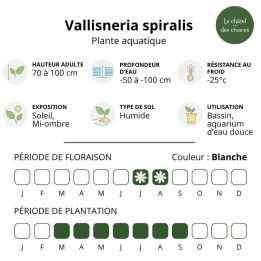 Vallisneria spiralis
