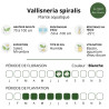Vallisneria spiralis