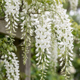 Wisteria sinensis Alba