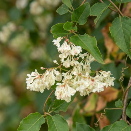Polygonum aubertii