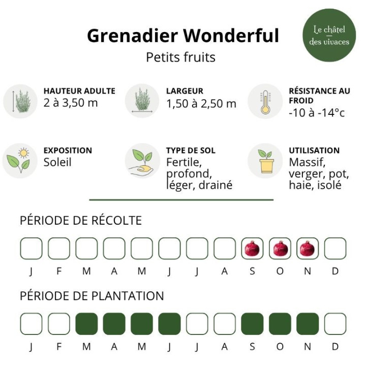 Grenadier à fruits Wonderful