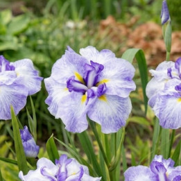 Iris ensata Ice Cream