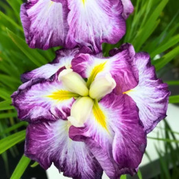 Iris ensata Dinner Plate Cheese Cake