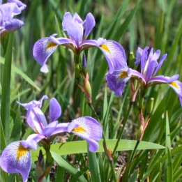 Iris versicolor Gerald Darby