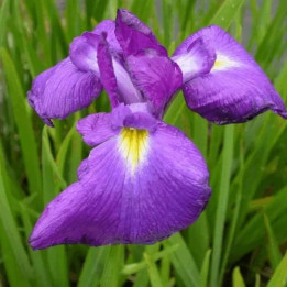 Iris ensata Mandarin