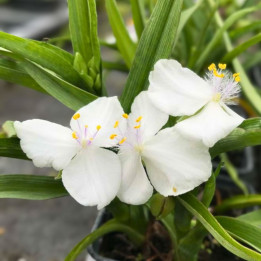 Floraison du Tradescantia andersoniana Innocence