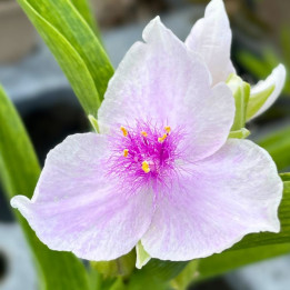 Fleur du Tradescantia andersoniana Temptation