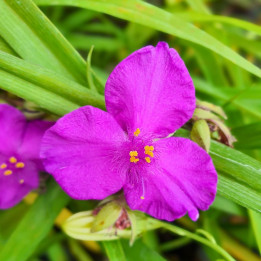 Fleur du Tradescantia andersoniana Karminglut
