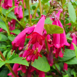 Phygelius capensis Candy Drops Deep Rose