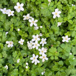Ellisiophyllum pinnatum