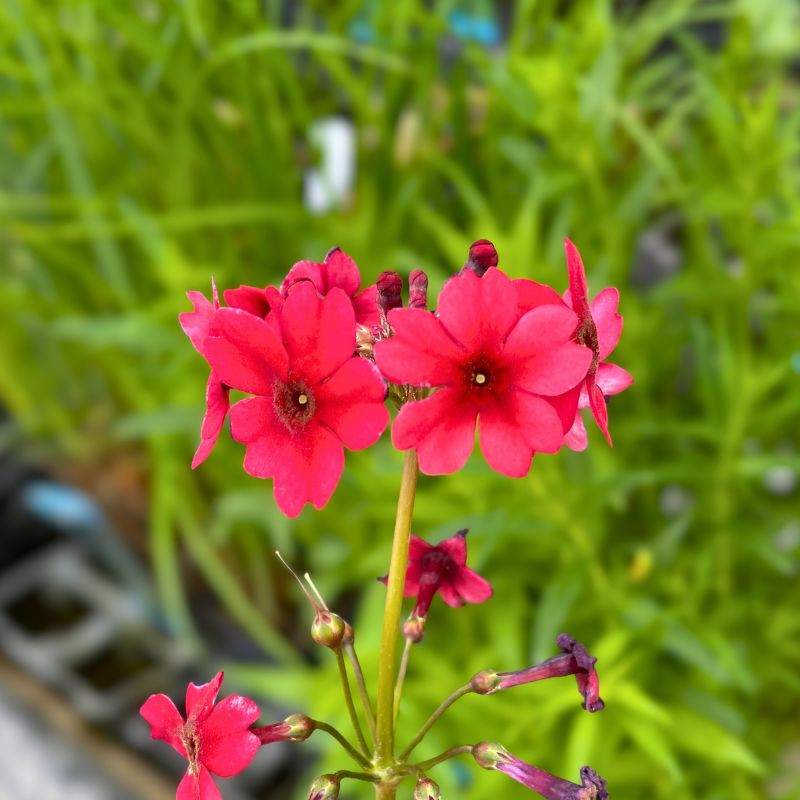 Primula japonica Miller's Crimson