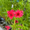 Primula japonica Miller's Crimson