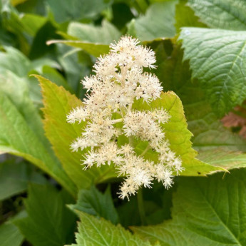 Rodgersia podophylla Rotlaub