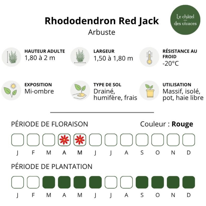 Rhododendron hybride Red Jack
