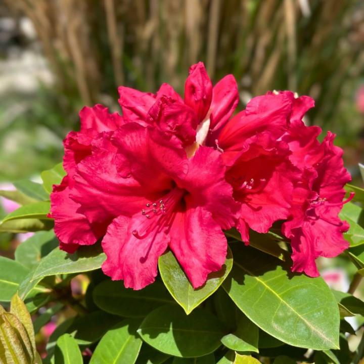 Rhododendron hybride Red Jack