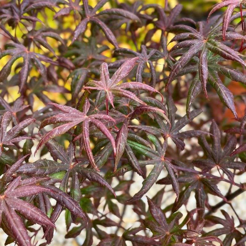 Acer palmatum Starfish Acer palmatum Starfish