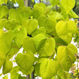 Cercis canadensis Golden Falls