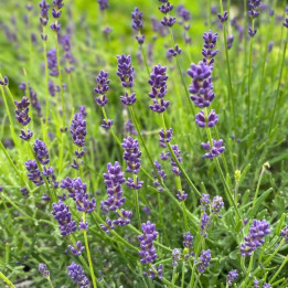 Floraison de la Lavande Essence Purple