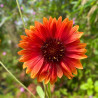 Gaillardia grandiflora Tokayer