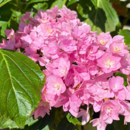 Hydrangea macrophylla You and Me Together