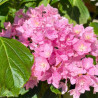 Hydrangea macrophylla You and Me Together