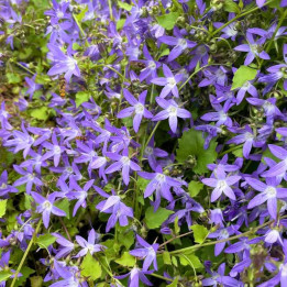 Floraison de la Campanula poscharskyana Stella