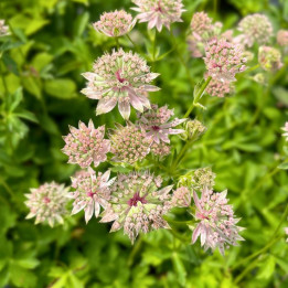 Astrantia major Florence
