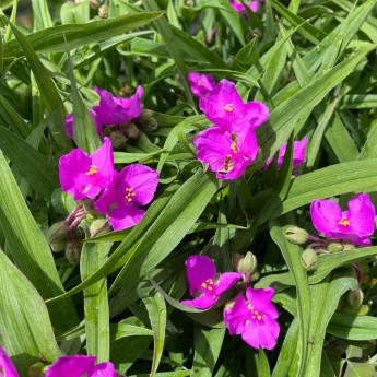 Tradescantia andersoniana Karminglut en pleine floraison Tradescantia andersoniana Karminglut en pleine floraison