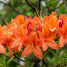 Azalée mollis Gibraltar