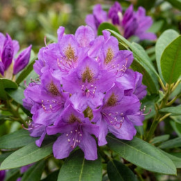 Rhododendron ponticum
