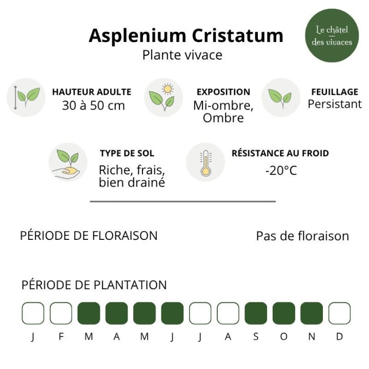 Asplenium scolopendrium Cristatum