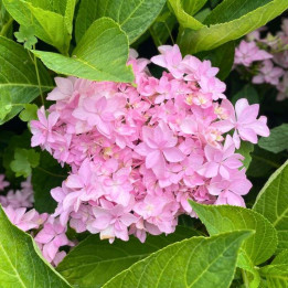 Fleurs de l'Hydrangea macrophylla You and Me Romance