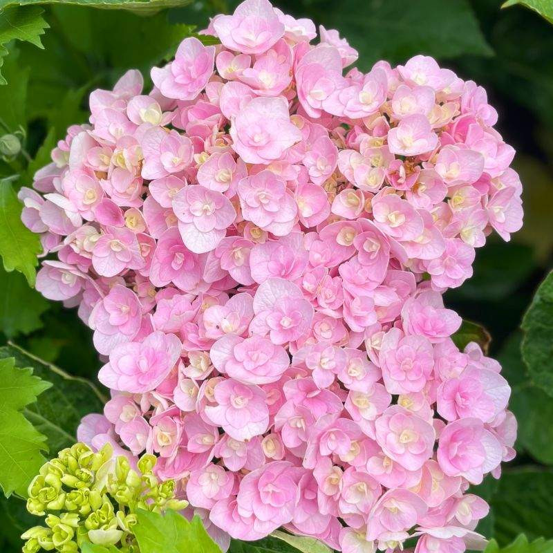 Hydrangea macrophylla You and Me Love Hydrangea macrophylla You and Me Love