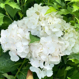 Hydrangea macrophylla Mme Emile Mouillère