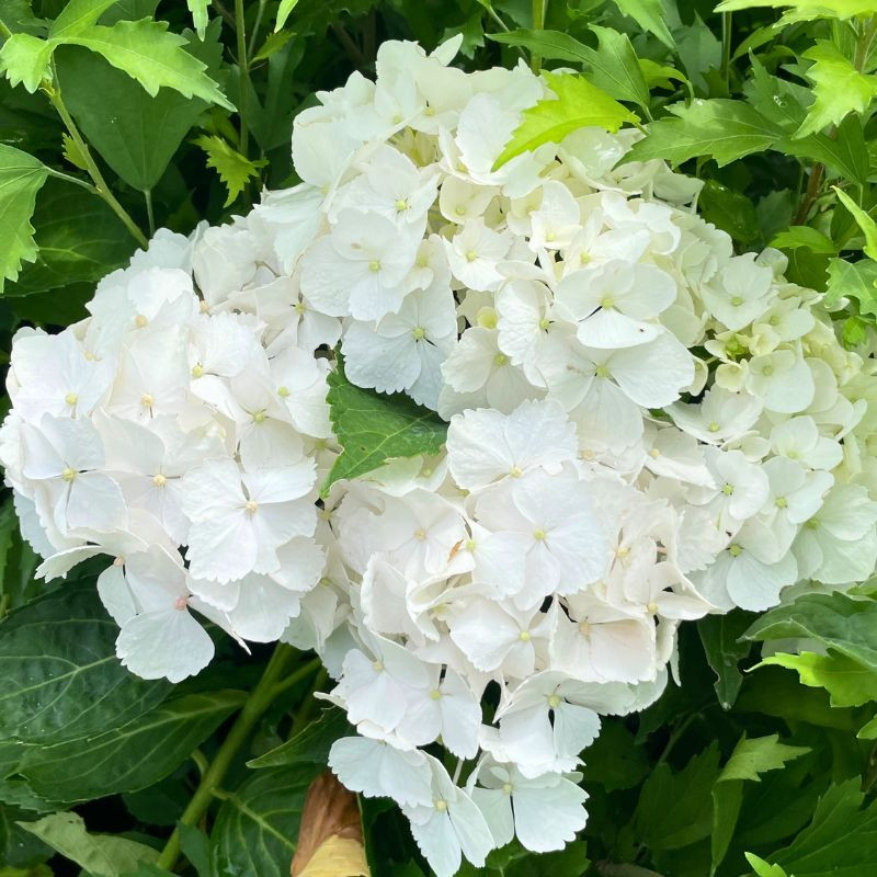 Hydrangea macrophylla Mme Emile Mouillère